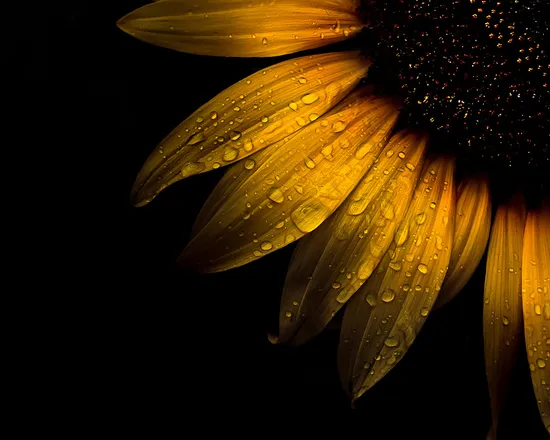 OnlyFans cuenta lyrasunflowerairgodess header 2