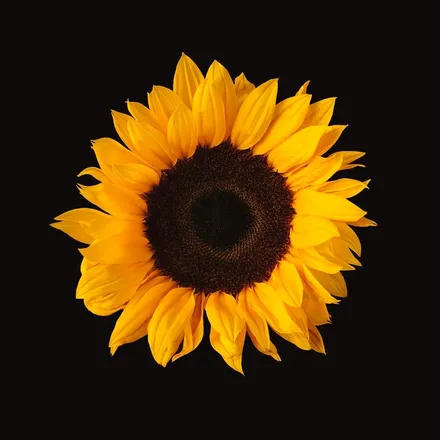 OnlyFans cuenta sunflowerfr33 header 2