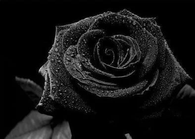 OnlyFans cuenta exotic_essence header 2