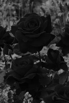 OnlyFans account  blackmarry header 1