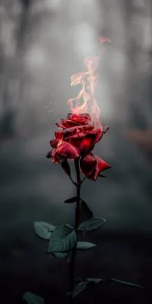 OnlyFans cuenta redmoonrose header 2