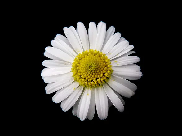 OnlyFans cuenta thedaisyduchess header 2