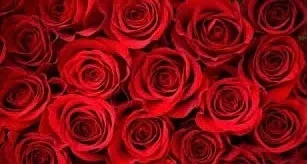 OnlyFans cuenta bellaasexyy header 2