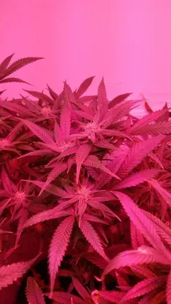 OnlyFans cuenta goldfish420 avatar 1