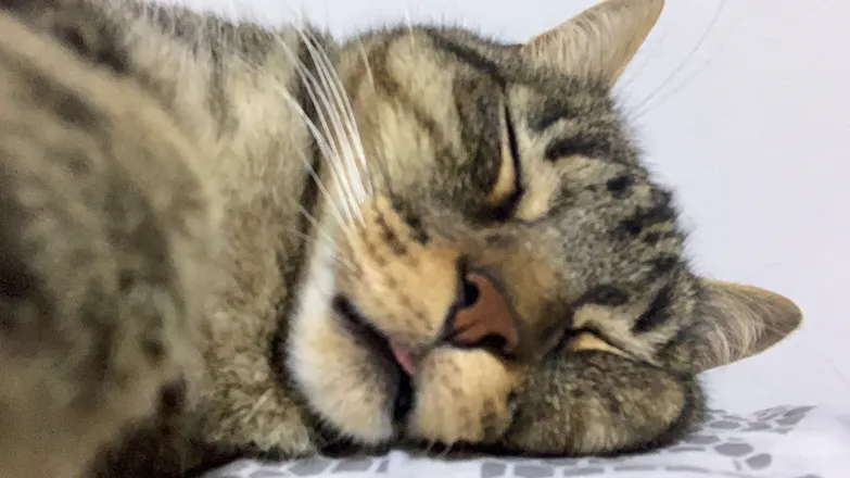 OnlyFans cuenta axelvalentino11 header 2