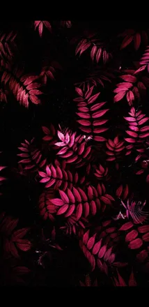 OnlyFans cuenta laura.s.tern header 2