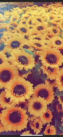 OnlyFans cuenta ladyblu98 header 2