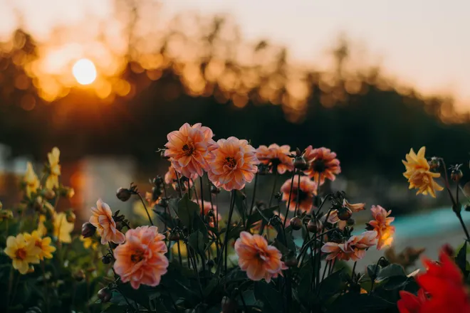OnlyFans cuenta sunflower_darcy header 2
