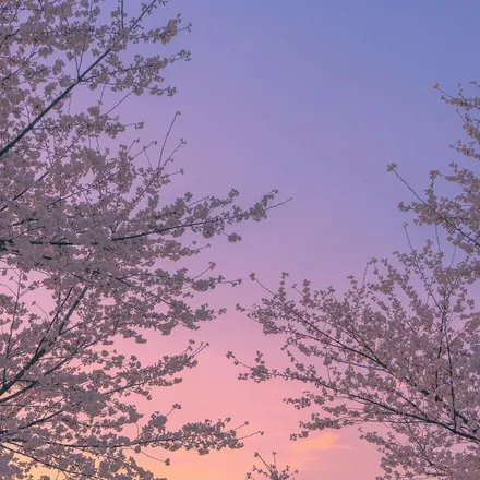 OnlyFans cuenta blossom_cherry header 2