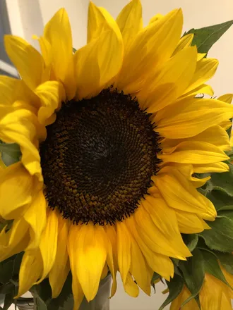 OnlyFans cuenta sunshinexbabe header 2