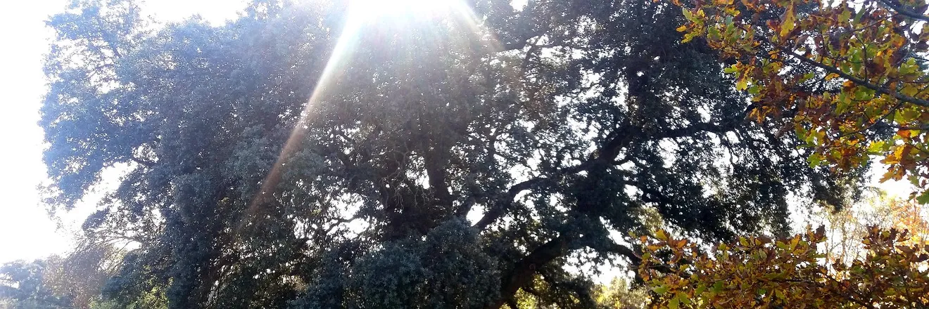 OnlyFans account  madmob91 header 2