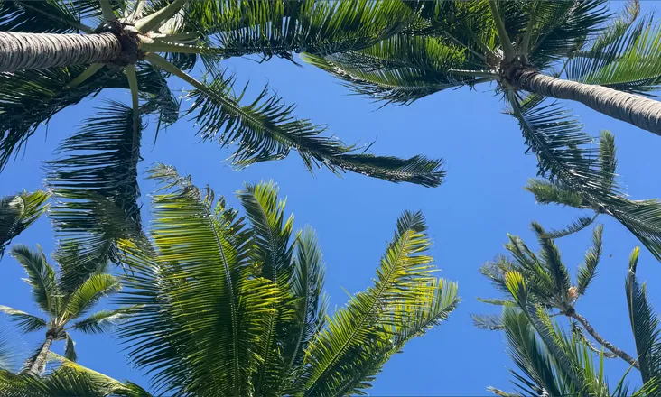OnlyFans cuenta beachybunz header 2