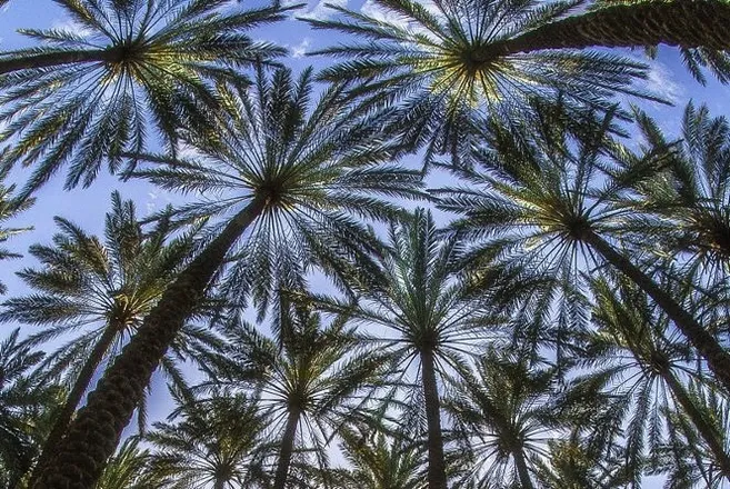 OnlyFans cuenta palmsprout header 2