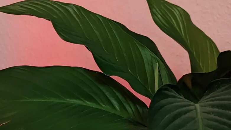 OnlyFans cuenta rosa_princess header 2