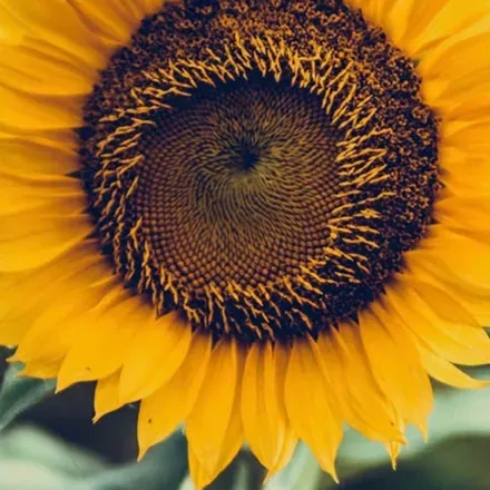 OnlyFans account  sunflower_bb header 2