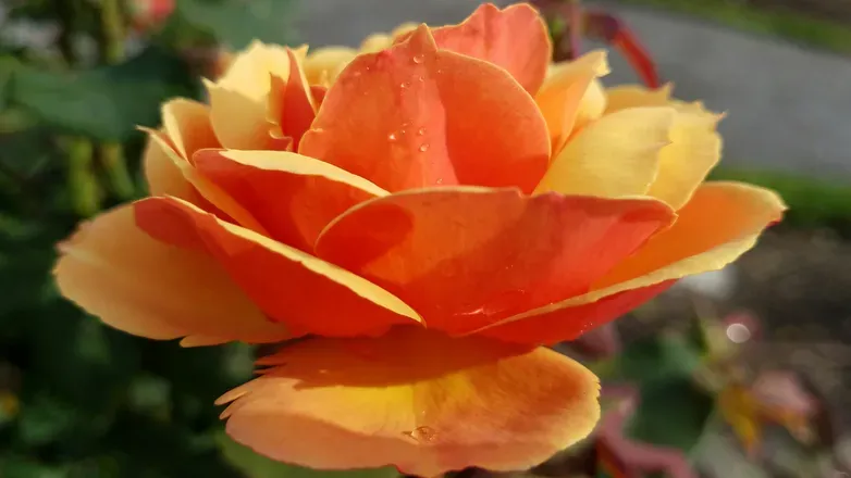 OnlyFans cuenta rosiblossom header 2