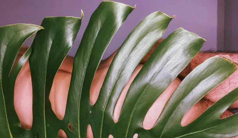OnlyFans account  wgbotanic header 2