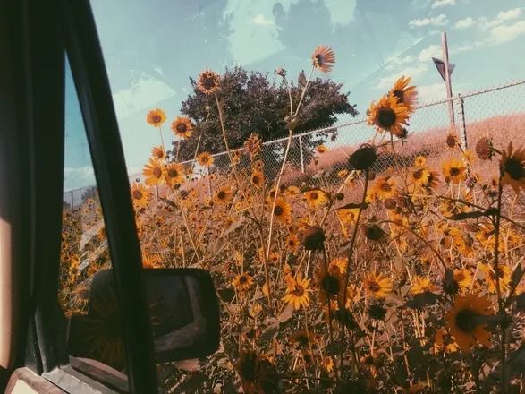 OnlyFans account  smexy_sunflower header 2
