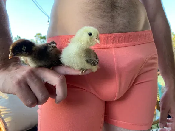 OnlyFans cuenta onlychickenfans avatar 1