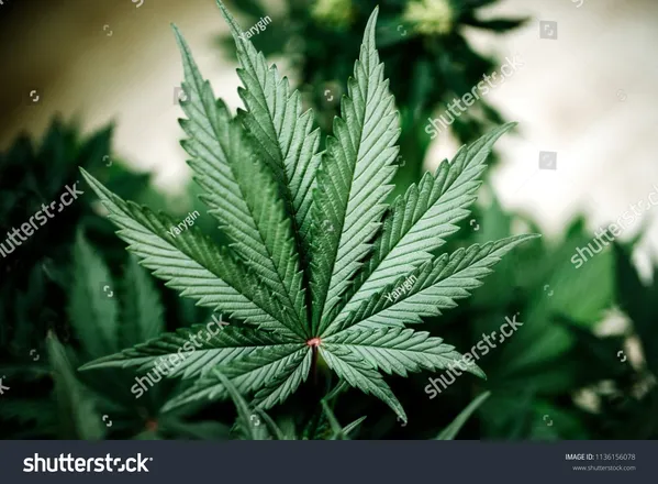 OnlyFans cuenta ukgrower header 2