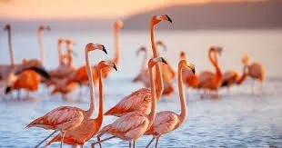 OnlyFans cuenta flamingoboy3000 header 2