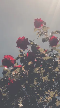 OnlyFans cuenta charli_1975 header 2