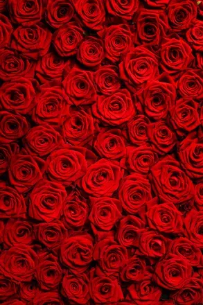OnlyFans cuenta lunarosebud header 2