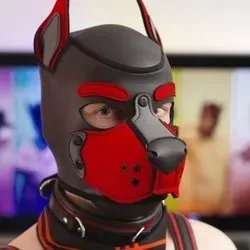 OnlyFans cuenta gustobunny avatar 1