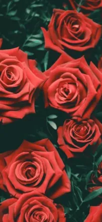 OnlyFans cuenta mrsandmsrose header 2