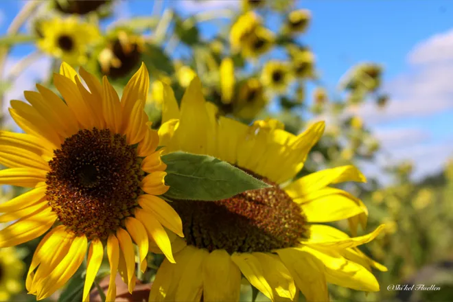 OnlyFans cuenta littlesunshinequeen header 2