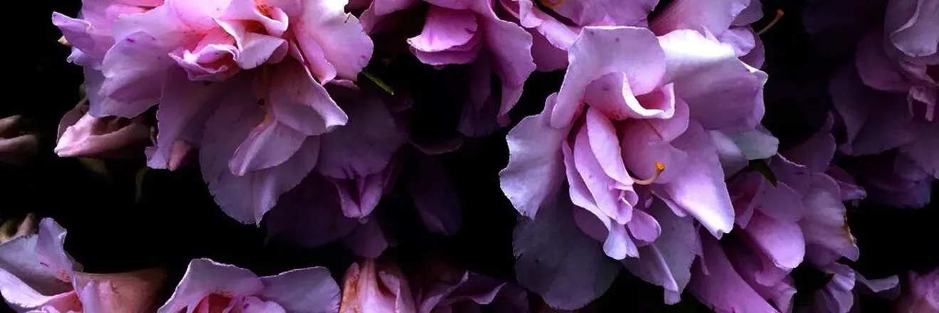 OnlyFans account  withoutramona header 2
