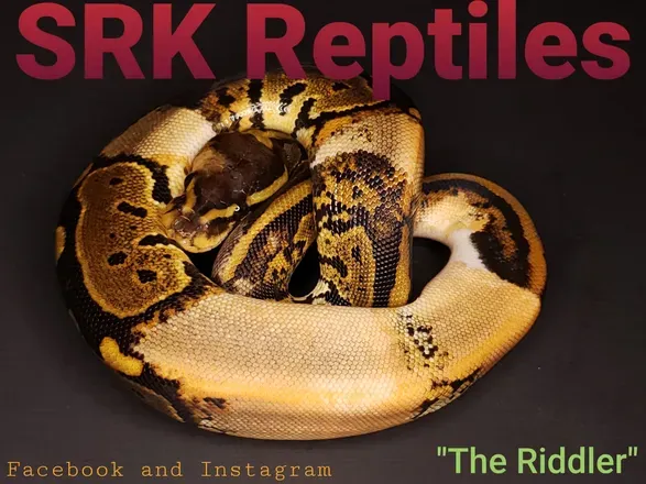 OnlyFans cuenta srk_reptiles header 2
