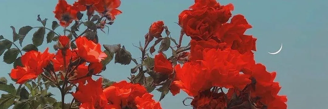 OnlyFans cuenta allie_honey header 2