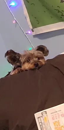 OnlyFans cuenta lookatmydog header 2