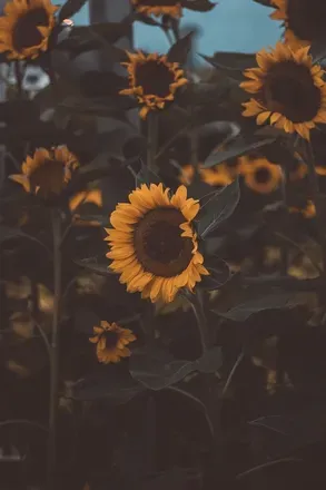 OnlyFans cuenta sunflowerseedis header 1