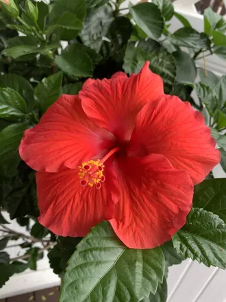 OnlyFans cuenta floraphotos header 2