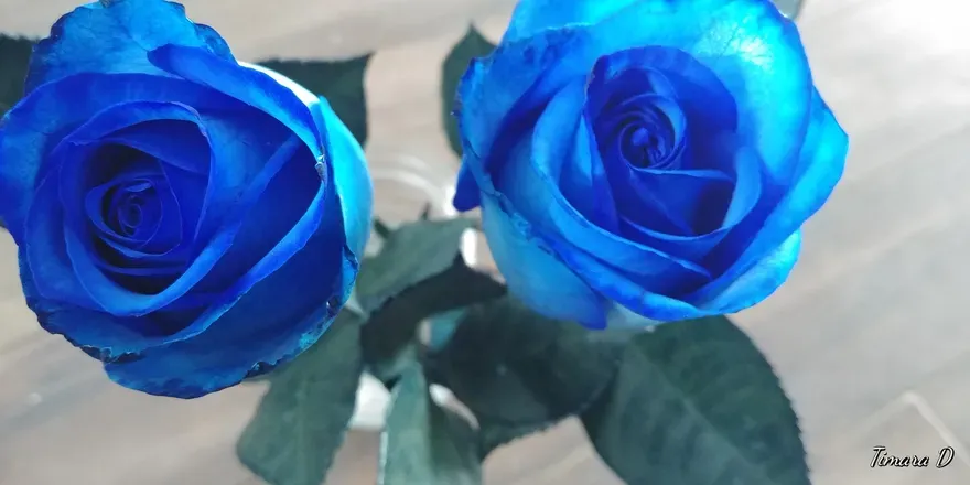 OnlyFans cuenta brunnette_reaper header 2