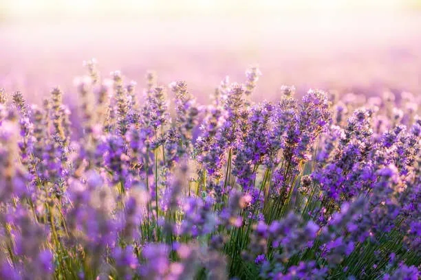 OnlyFans cuenta lavender_june header 2