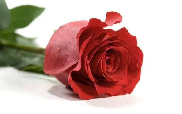 OnlyFans account  allyrose21 header 2