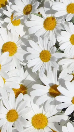 OnlyFans cuenta randybrandi header 2