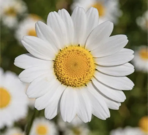 OnlyFans cuenta doubledaisies header 2