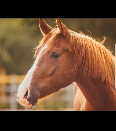 OnlyFans cuenta oldmcdonaldhadahorsecock header 2