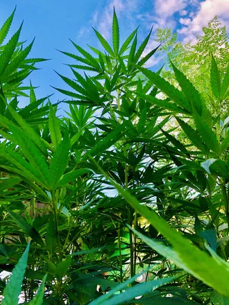 OnlyFans cuenta wildplantxxx header 2