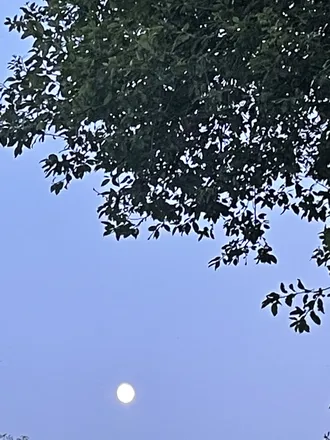 OnlyFans cuenta plussizevioletx header 2