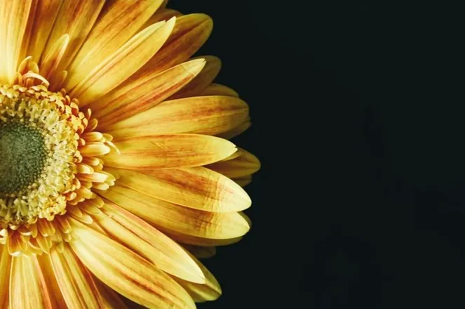 OnlyFans cuenta primesunflower header 2
