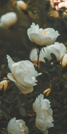 OnlyFans cuenta flowergirlfreak header 2