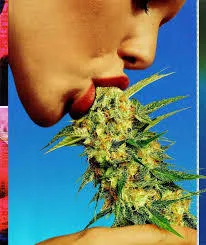 OnlyFans cuenta likepizza_andweed header 2