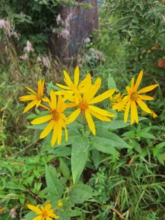 2025-09-03 photo 2