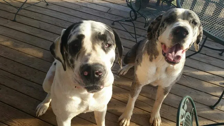 OnlyFans cuenta saintdanes header 2