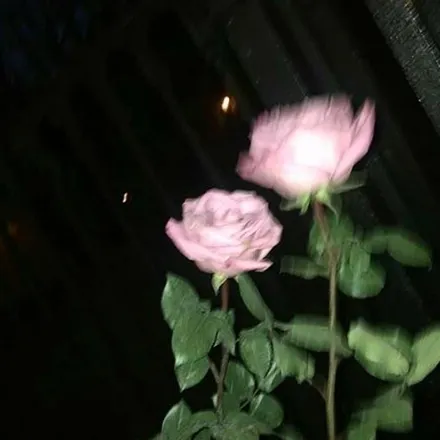 OnlyFans cuenta rose.s header 2